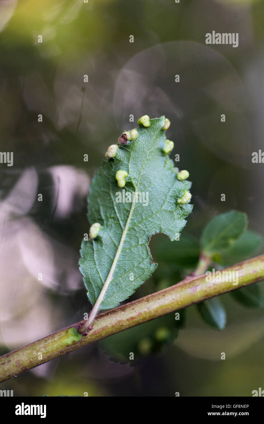 Blackthorn; Prunus spinosa; Gall on Leaves; Cornwall; UK Stock Photo
