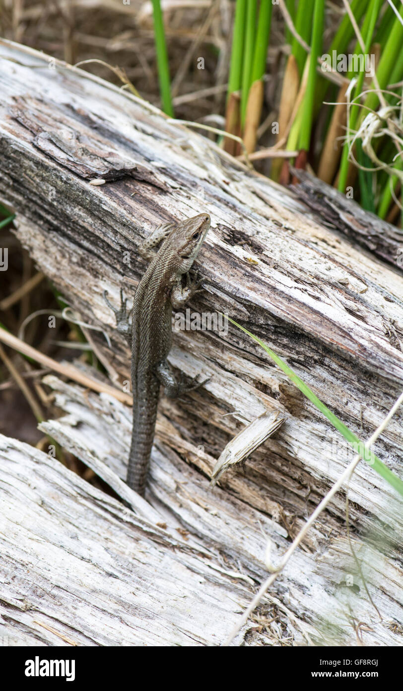 Common or viviparous lizard (Zootoca vivipara). This individual is carrying ticks near the base of the front limb. Stock Photo