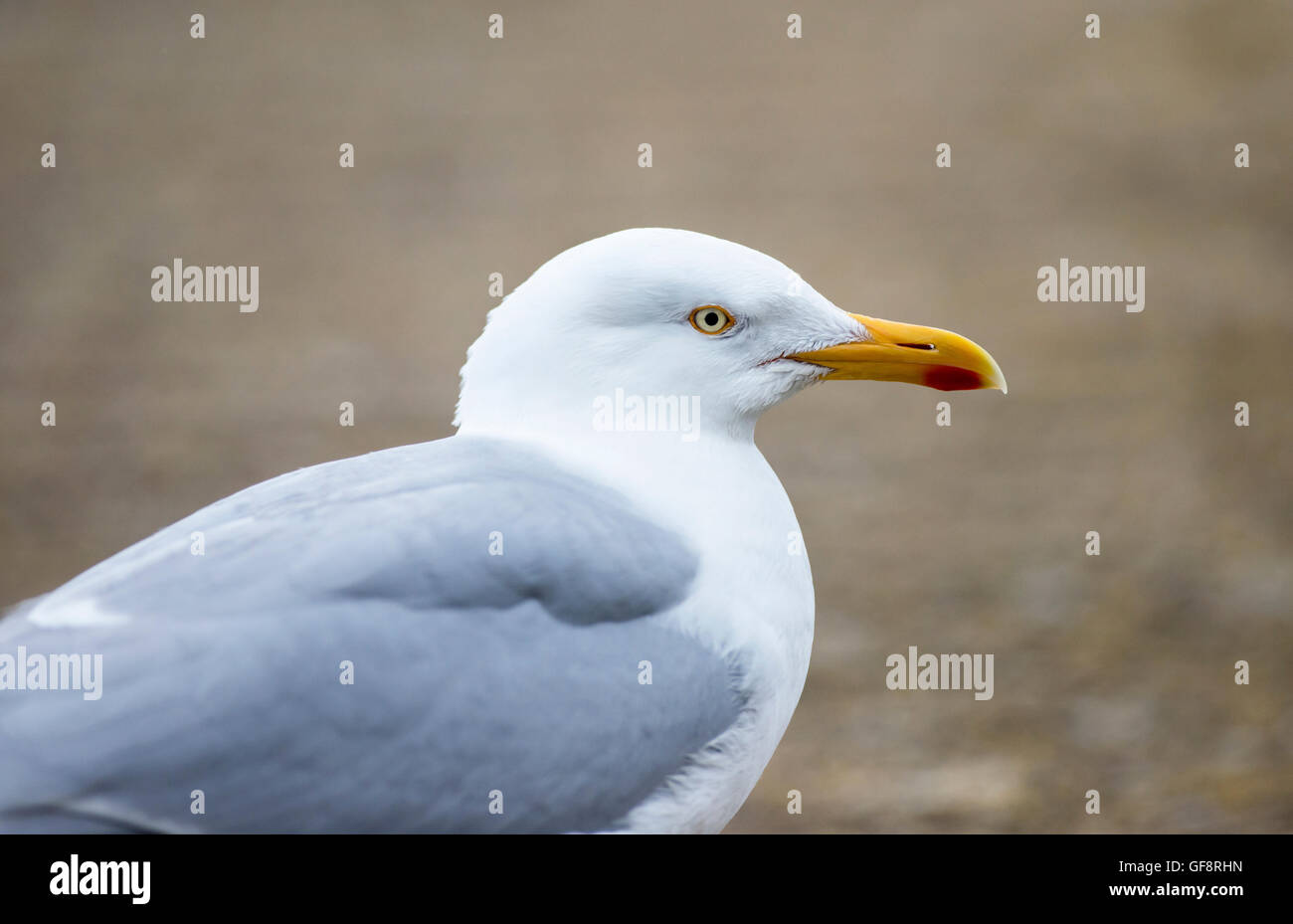 Herring gull (Larus argentatus) head and shoulders Stock Photo