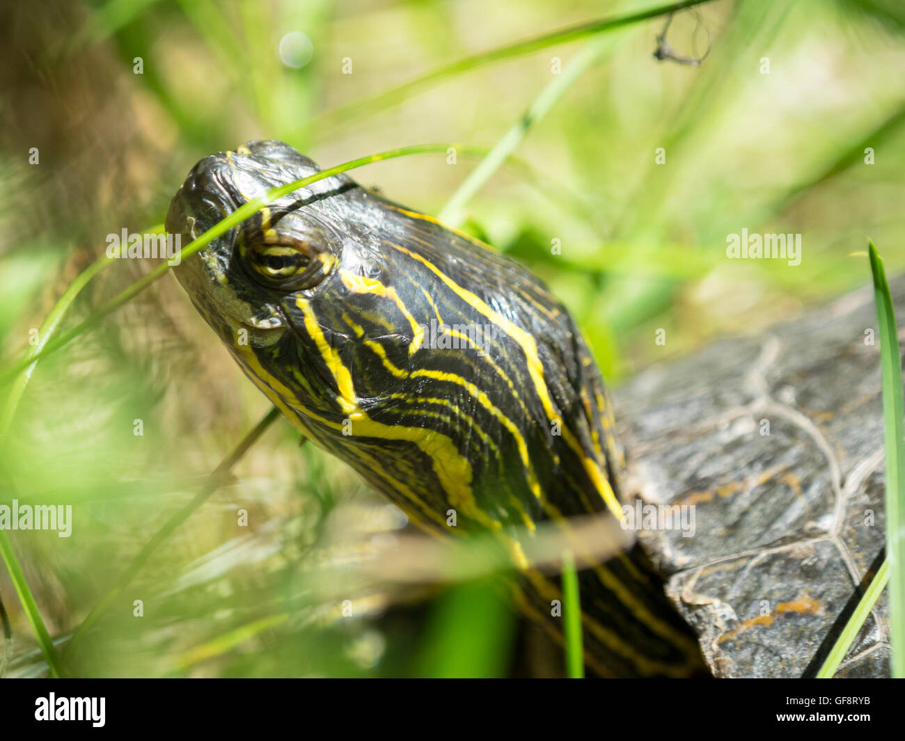 A Western painted turtle (Chrysemys picta bellii), in captivity, at the Calgary Zoo in Calgary, Alberta, Canada. Stock Photo