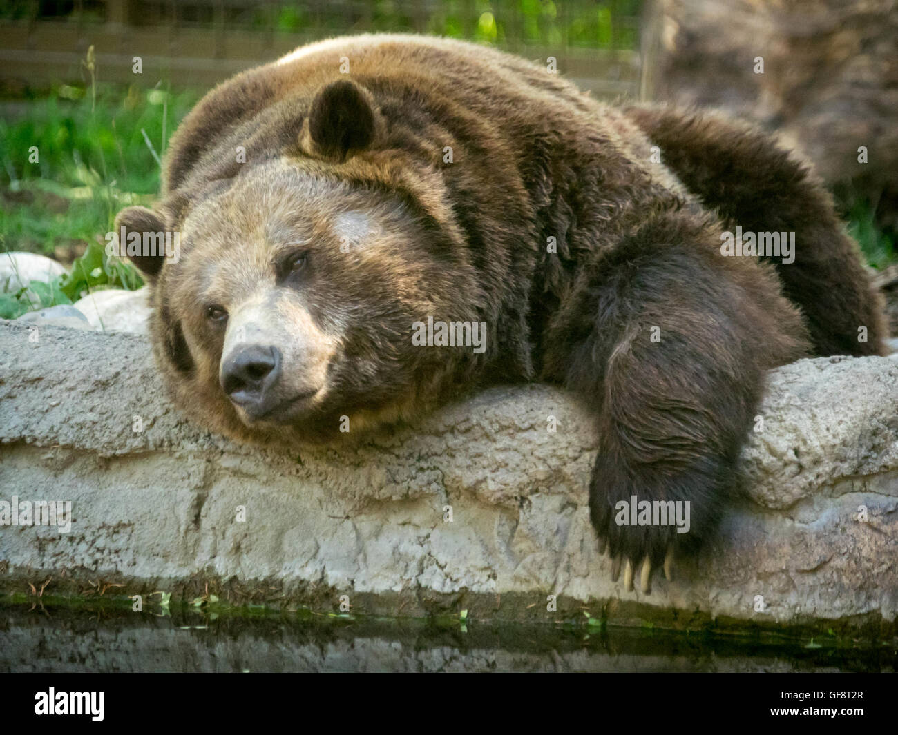 Skoki, a large male grizzly bear, acting lazy at the Calgary Zoo in Calgary, Alberta, Canada. Stock Photo
