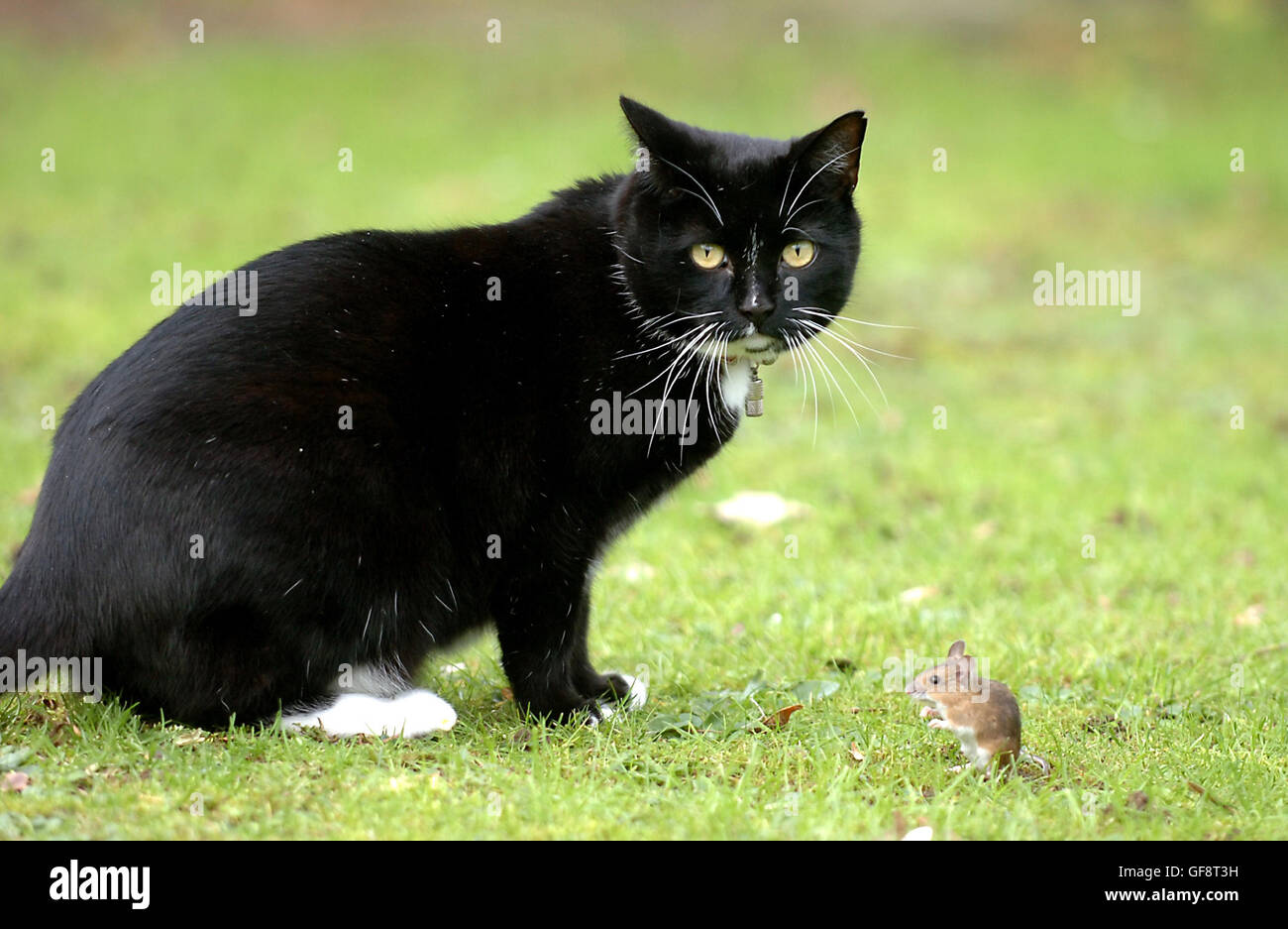A cat toys with a mouse in the grounds of Woodvale Crematorium Brighton Stock Photo