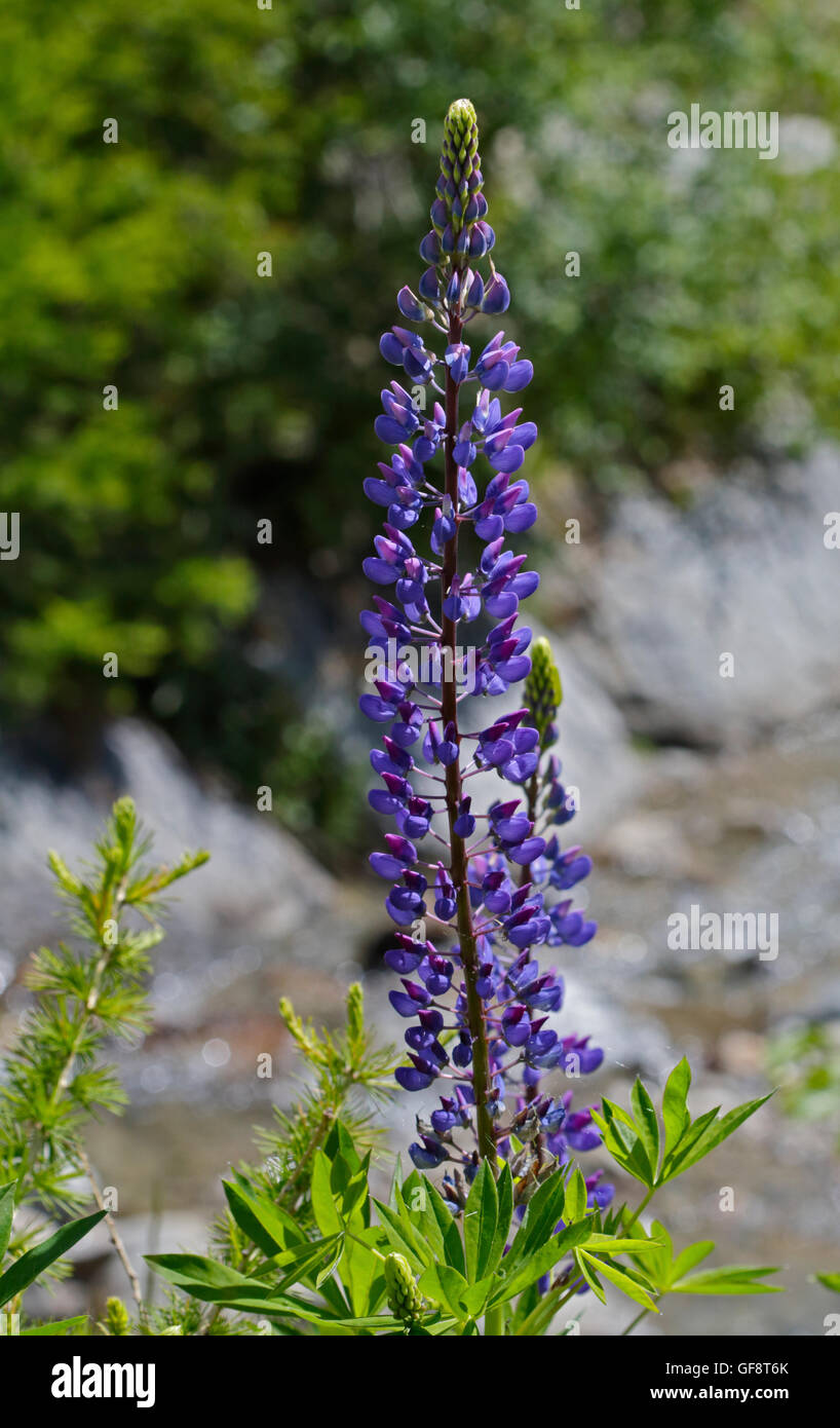 Wild Blue Lupin, Val Mare, Stelvio National Park, Italy Stock Photo