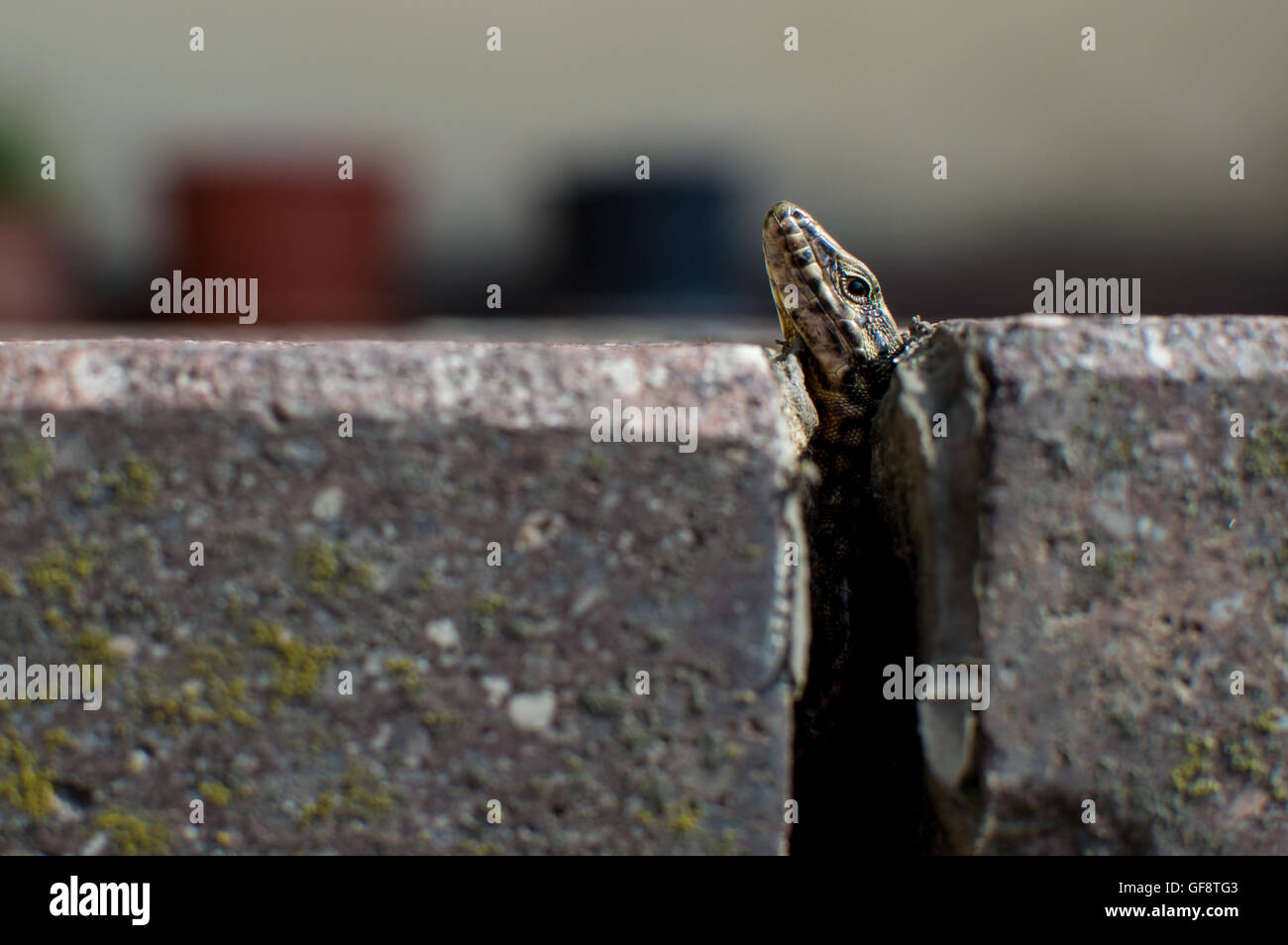 Lizard emerging from a crack in the pavement Stock Photo