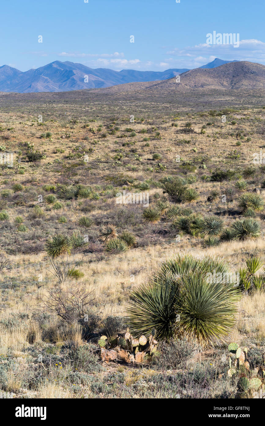 Yucca plants dotting the Sonoran Desert landscape below distant