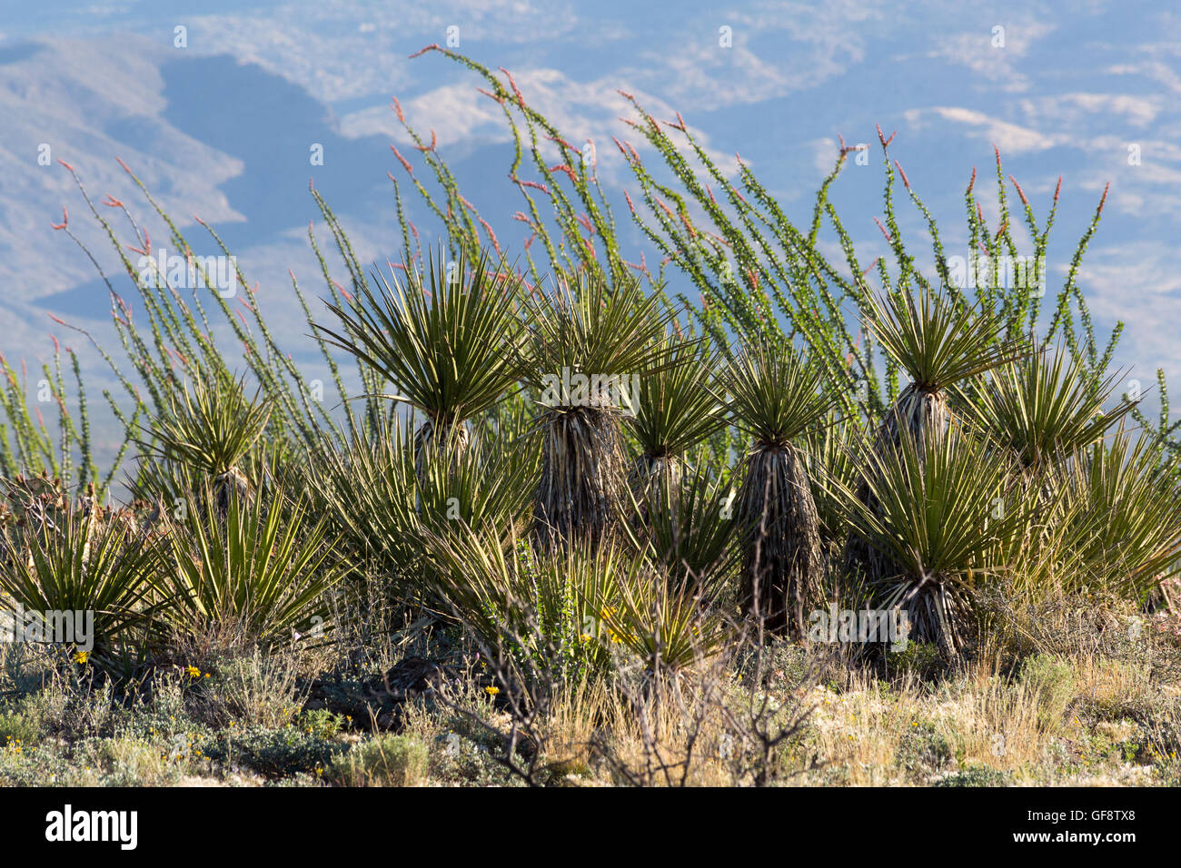 Ocotillo and yucca plants growing in front of the Rincon Mountains. Las