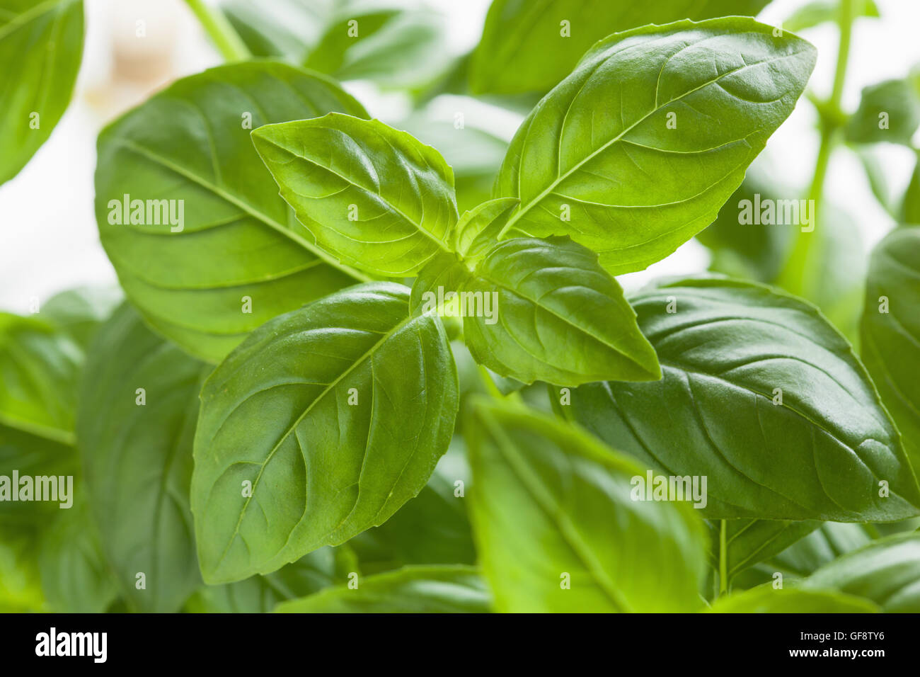 fresh basil leaves herb background Stock Photo Alamy