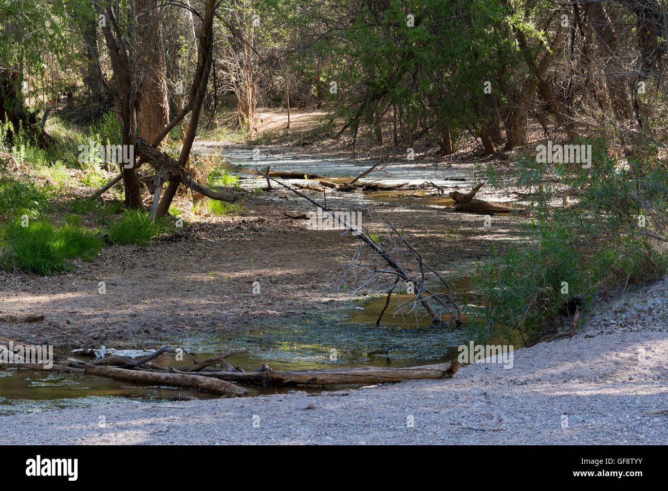 Cienega Creek passing below plenty of shade created by cottonwood trees