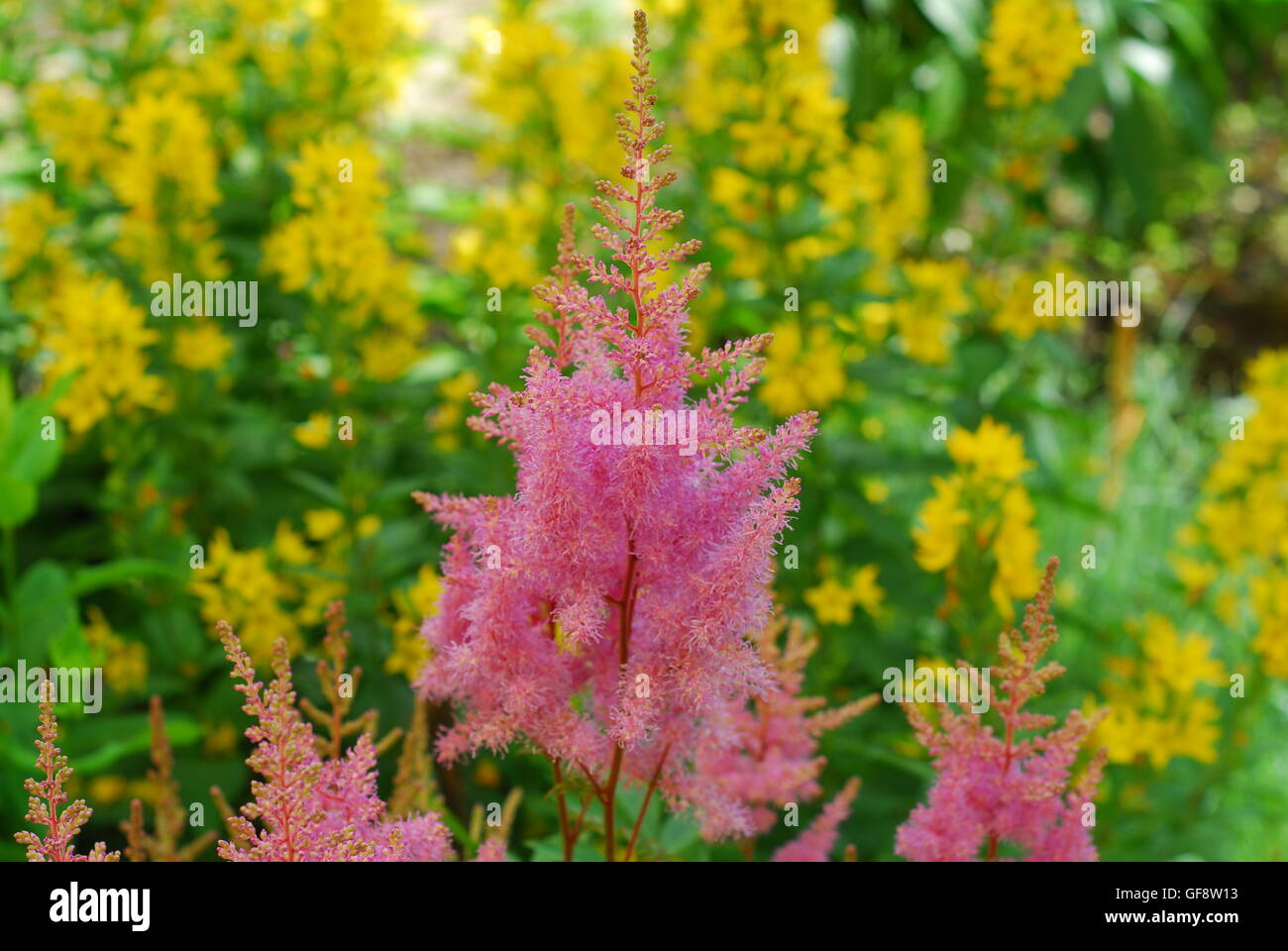 Astilbe flowers, astilbe arendsii Stock Photo