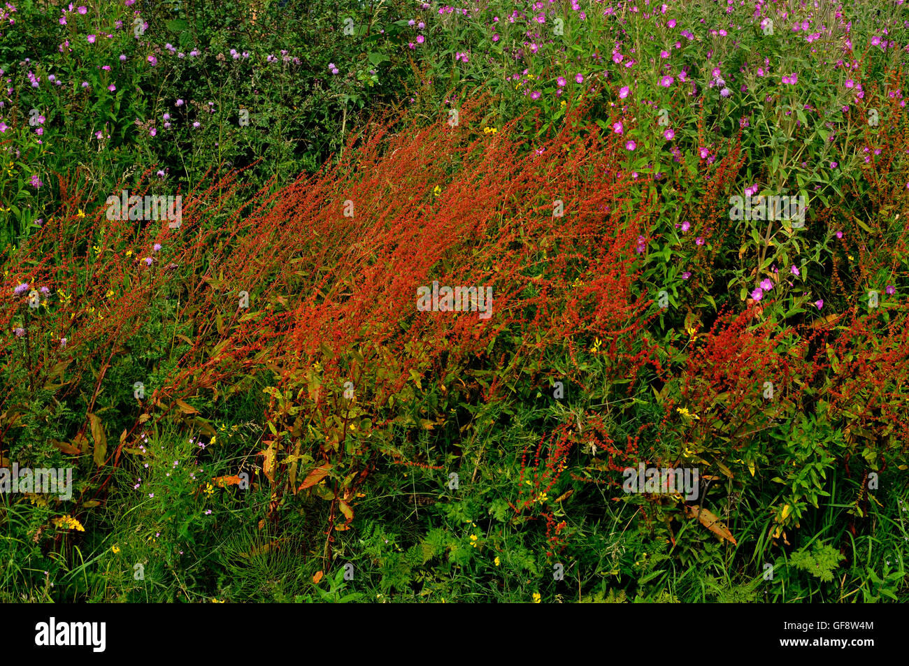 Weeds overgrown hi-res stock photography and images - Alamy
