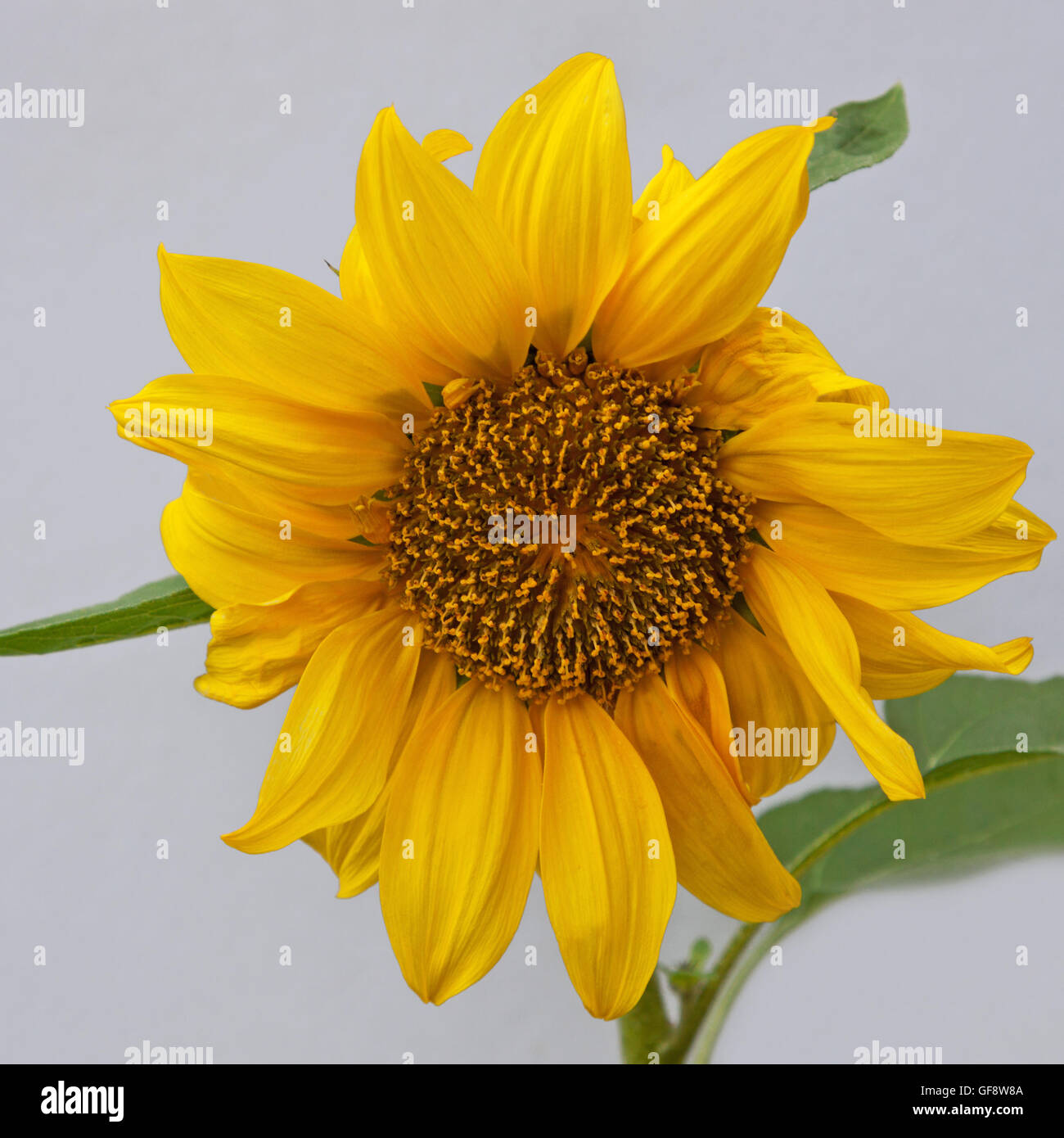 A dwarf Sunflower ( Helianthus annus 'Pacino Gold' ) in bloom Stock Photo -  Alamy