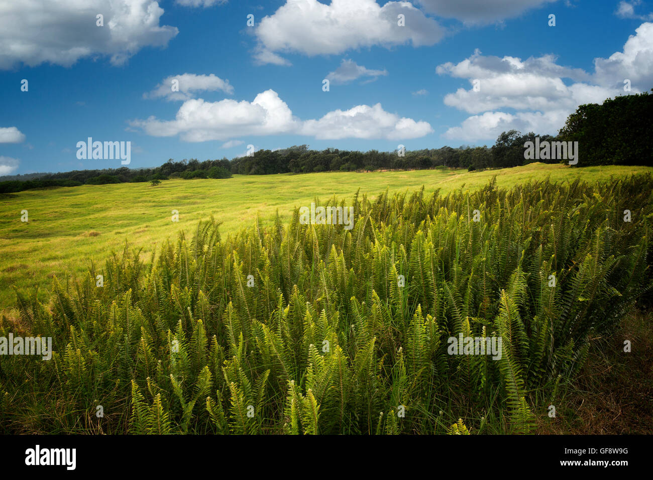 Ferns and grassland. Hawaii Volcanoes National Park, Hawaii Island Stock Photo