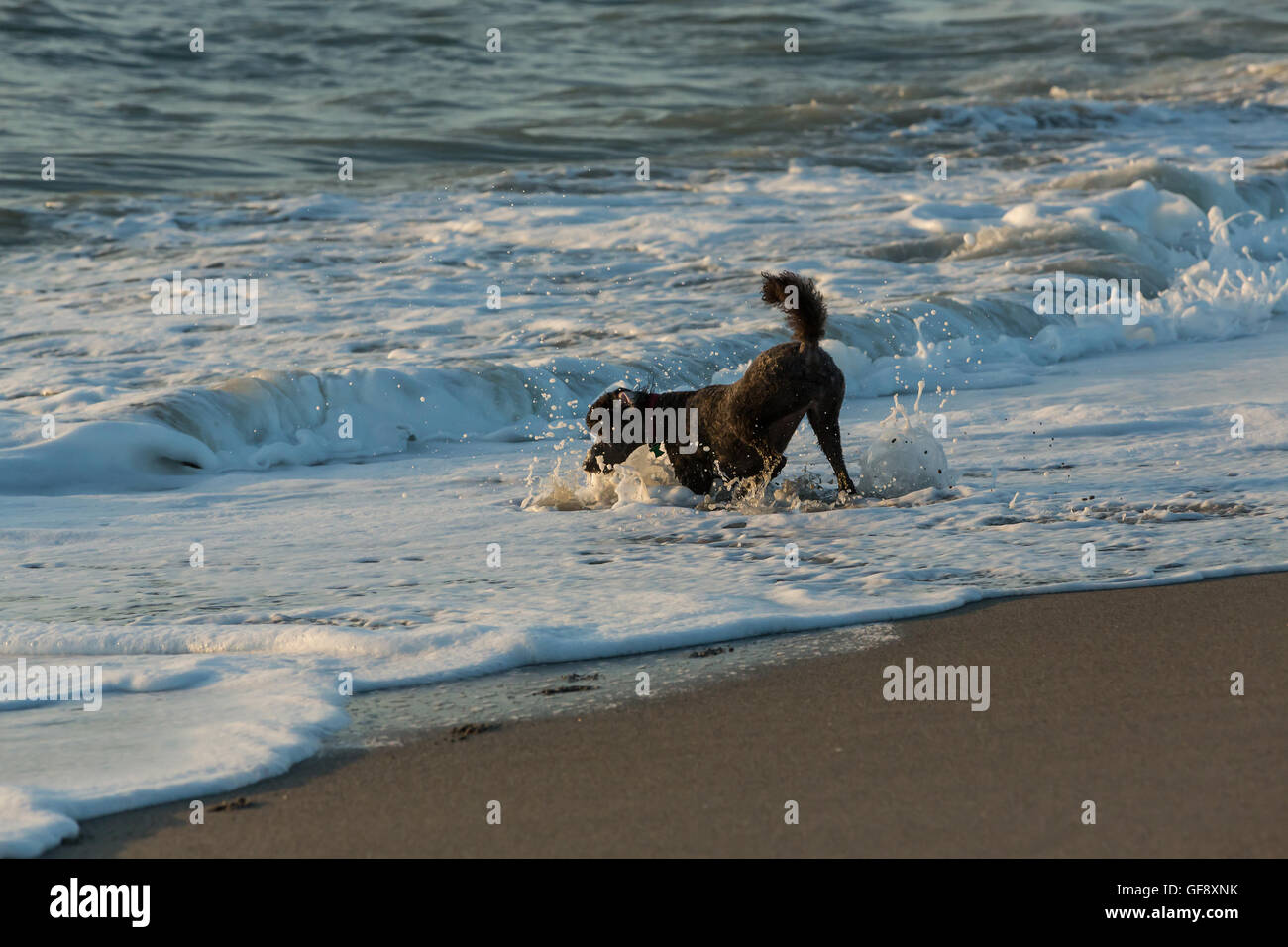 Beautiful black cocker spaniel playing with ball on sand beach Stock Photo