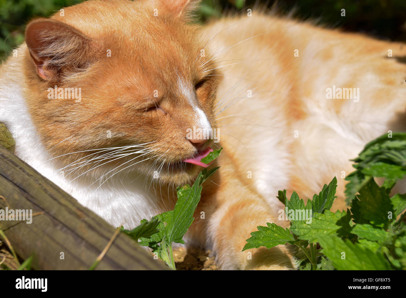 Ginger cat eating catnip with a leaf on tongue Stock Photo