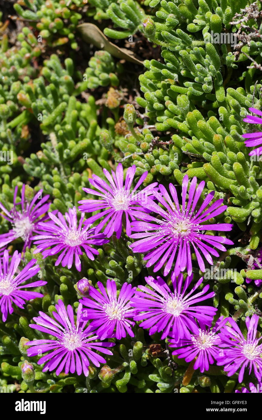 Ice plant family hires stock photography and images Alamy