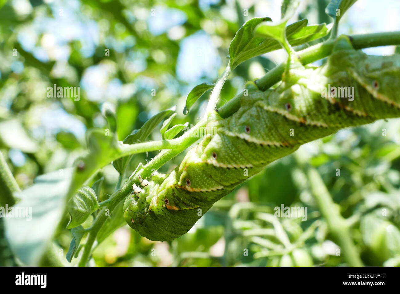 Pest on the Tomamto - tomato hornworm saw at home garden Stock Photo