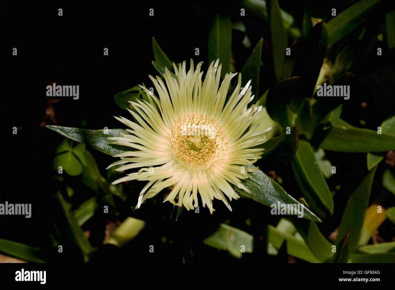 Yellow ice plant flower with green backdrop Stock Photo