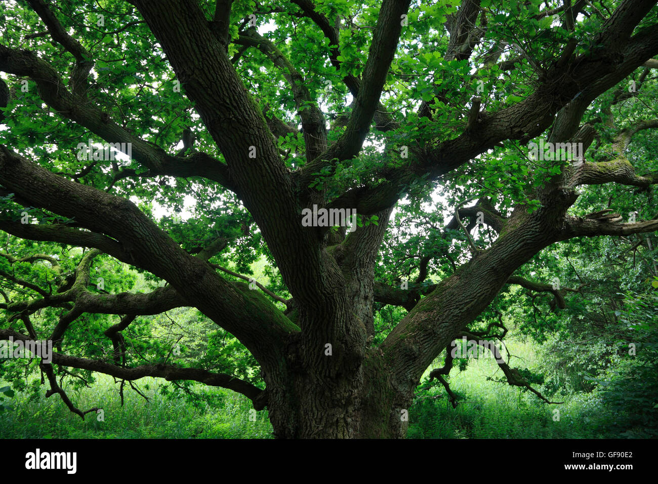 Klopstopp-Eiche (oak-tree), Lassahn, lake Schaalsee, Mecklenburg Western Pomerania, Germany, Europe Stock Photo
