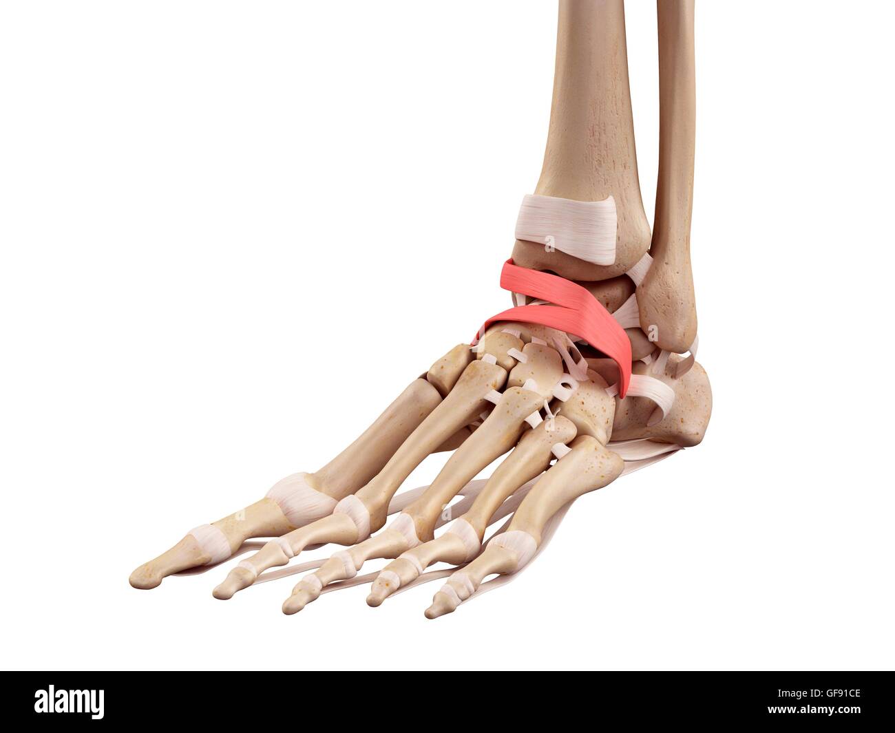 Human foot anatomy, illustration Stock Photo - Alamy