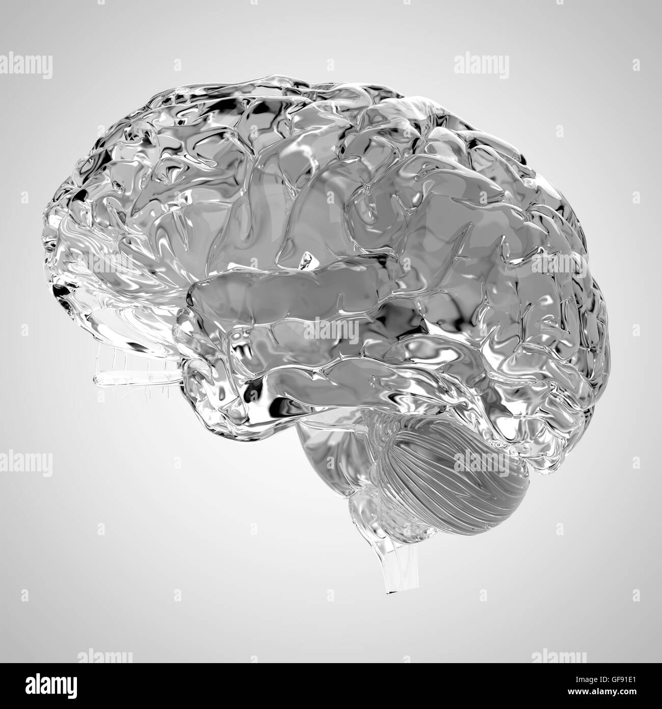 Scientific illustration heart Black and White Stock Photos & Images - Alamy