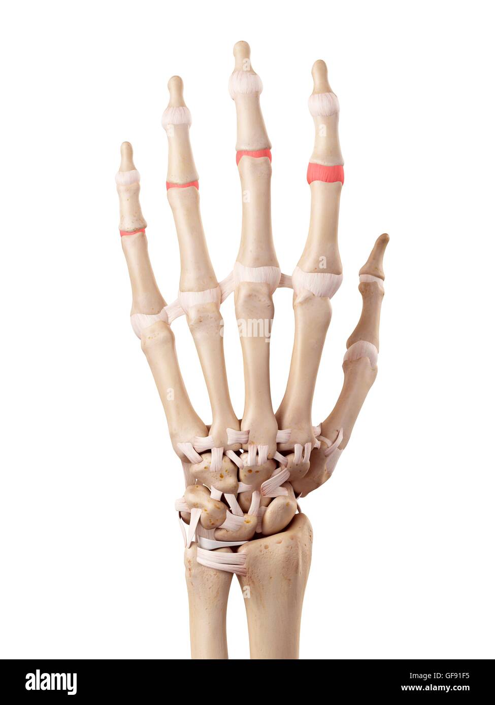 Human hand anatomy, illustration Stock Photo Biology Diagrams