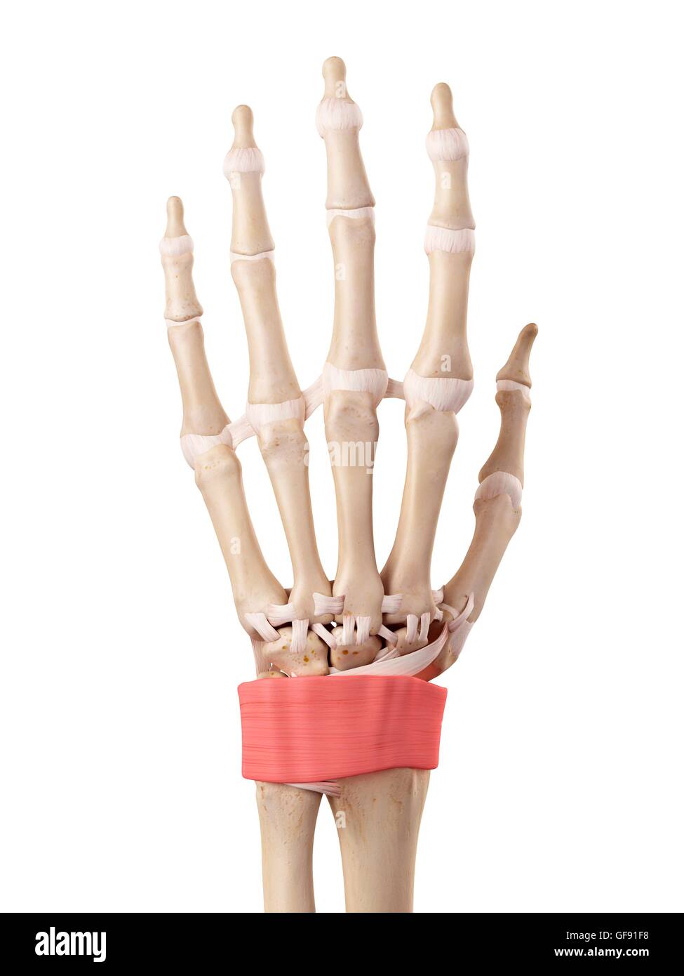 Human hand anatomy, illustration Stock Photo - Alamy