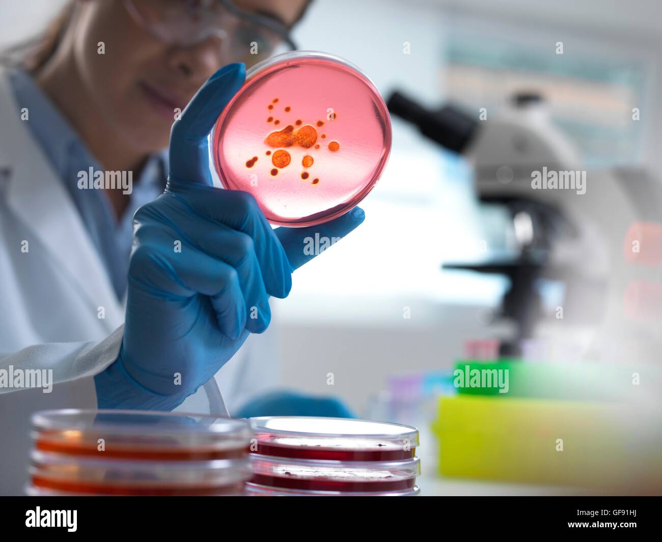 PROPERTY RELEASED. MODEL RELEASED. Scientist examining microbiological cultures in a petri dish. Stock Photo