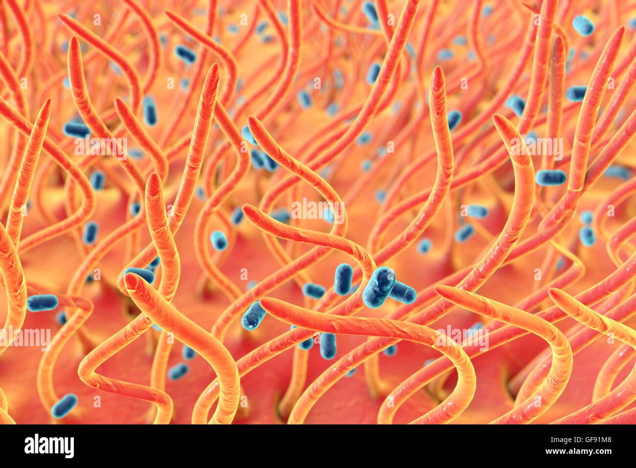 pertussis bacteria