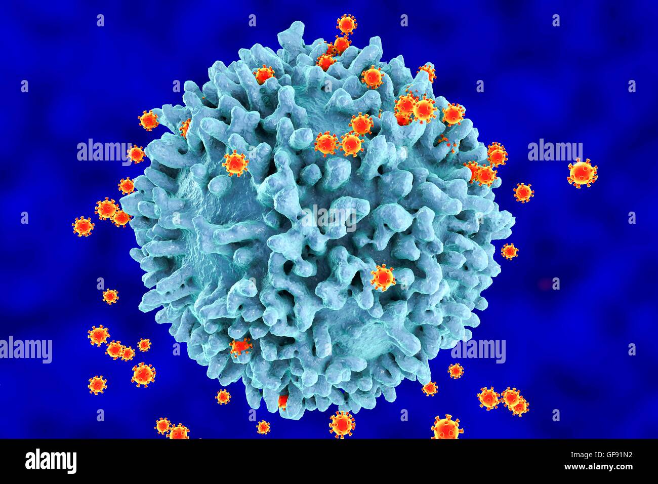 HIV viruses infecting Tlymphocytes, computer illustration. The surface