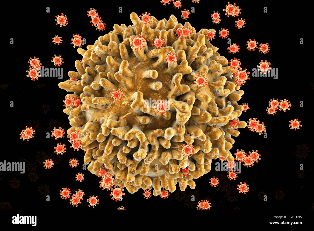 HIV viruses infecting T-lymphocytes, computer illustration. The surface of the T-cell has a lumpy appearance with large irregular surface protrusions. Smaller spherical structures on the cell surface are HIV virus particles budding away from the cell memb Stock Photo