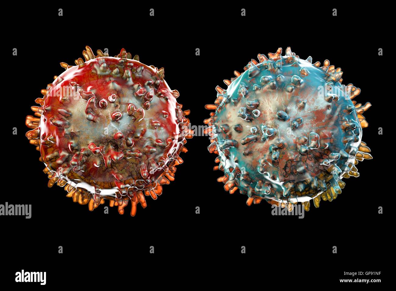 T-lymphocyte (red) and B-lymphocyte (blue), computer artwork. These white blood cells are part of the immune system. B cells mature in bone marrow and are responsible for humoral immunity; they operate by recognising a specific site (antigen) on the surfa Stock Photo