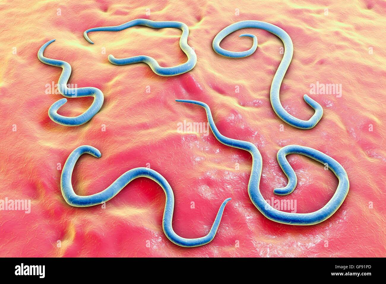 Dog roundworm (Toxocara canis), computer illustration. This is a dog parasite whose eggs are found in dog faeces. Humans, often children, can become infected with the eggs (which is known as toxocariasis) when coming into contact with an infested dog or c Stock Photo