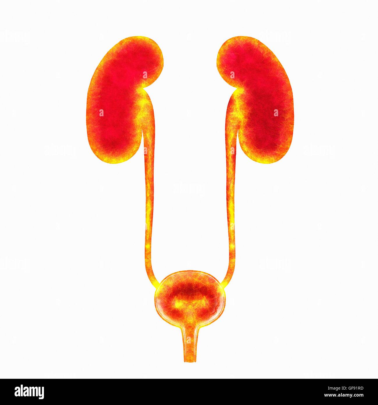 Human urinary system, illustration Stock Photo - Alamy