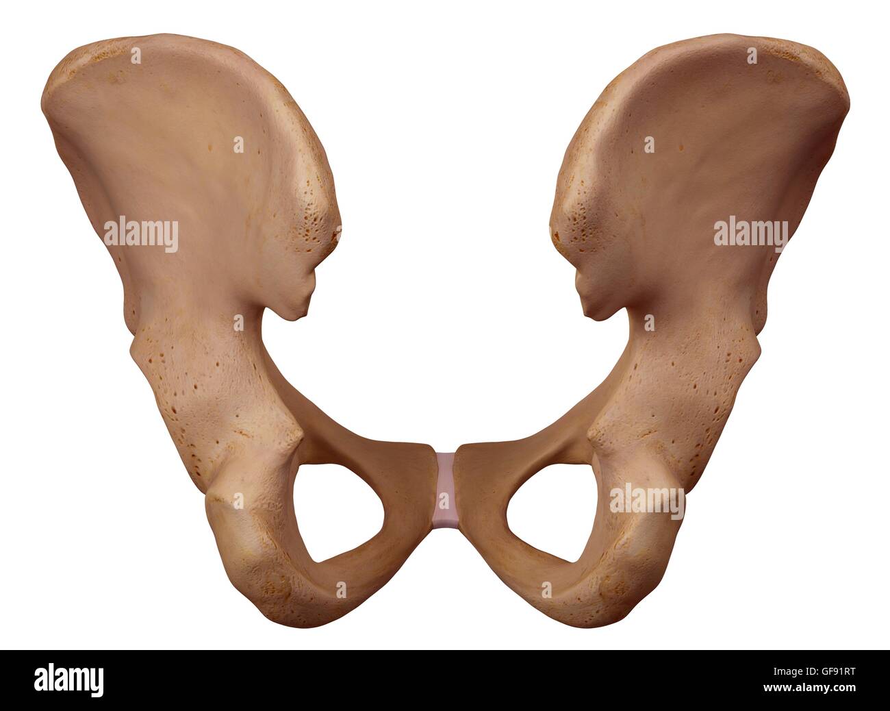 Human Hip Bone High Resolution Stock Photography and Images - Alamy