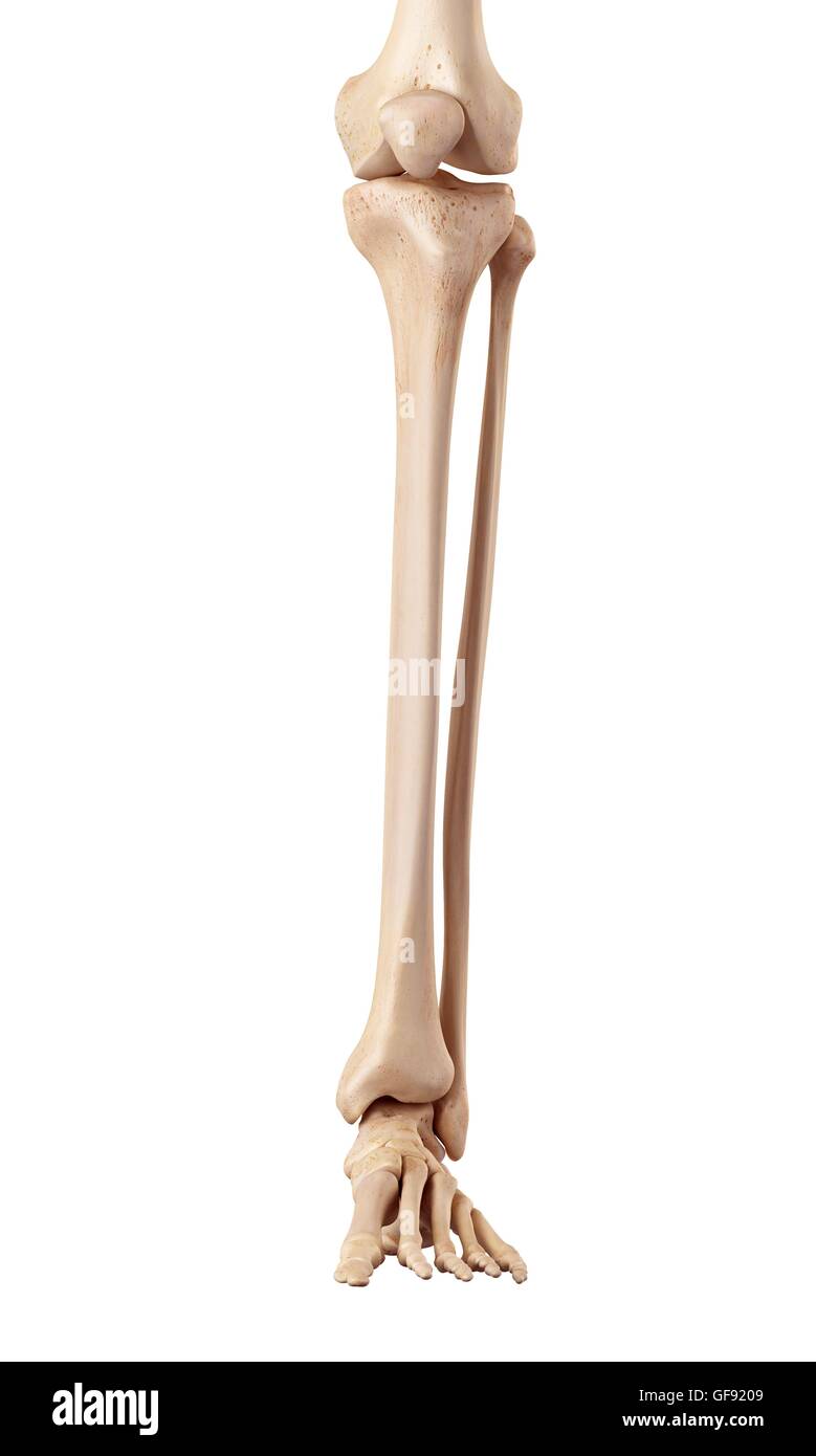 Lower leg bones hi-res stock photography and images - Alamy