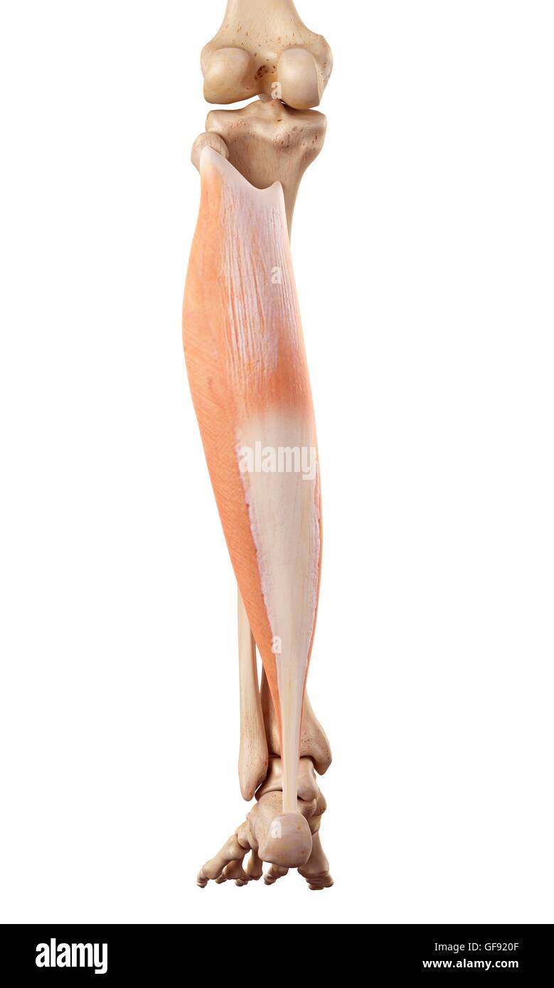 Human Muscles Of The Lower Leg Illustration Stock Photo Alamy Human Muscles Of The Lower Leg Illustration GF920F