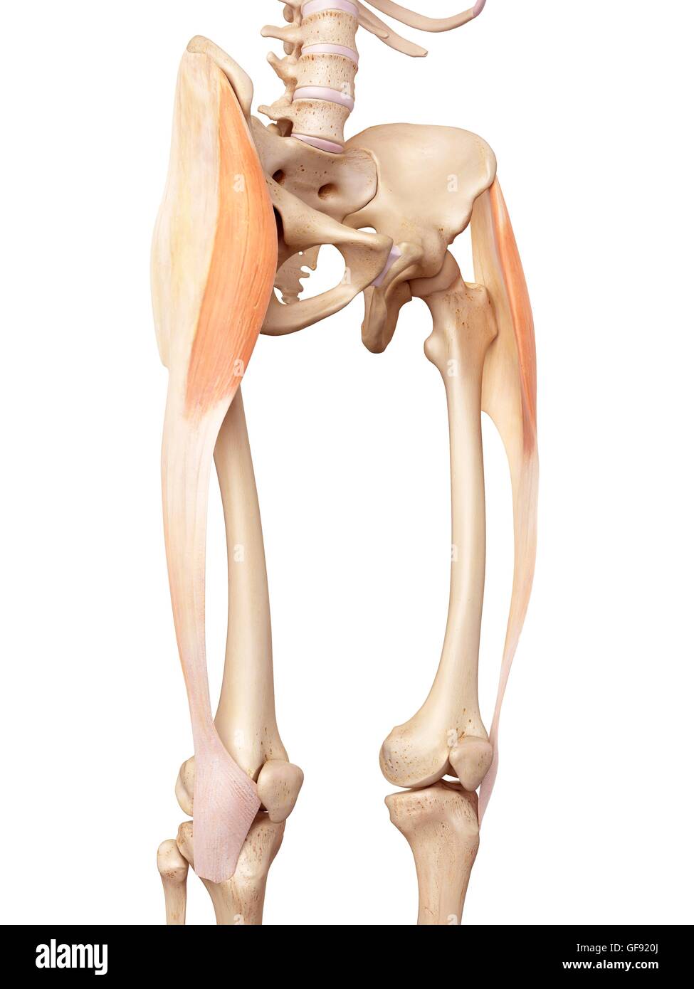 Human Muscles Of The Upper Leg Illustration Stock Photo Alamy