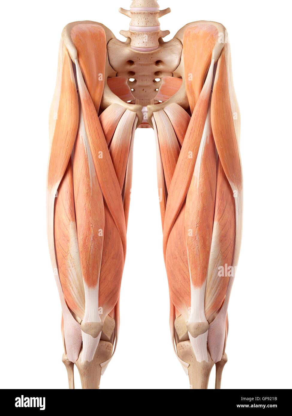 Muscles of the upper leg hi-res stock photography and images - Alamy