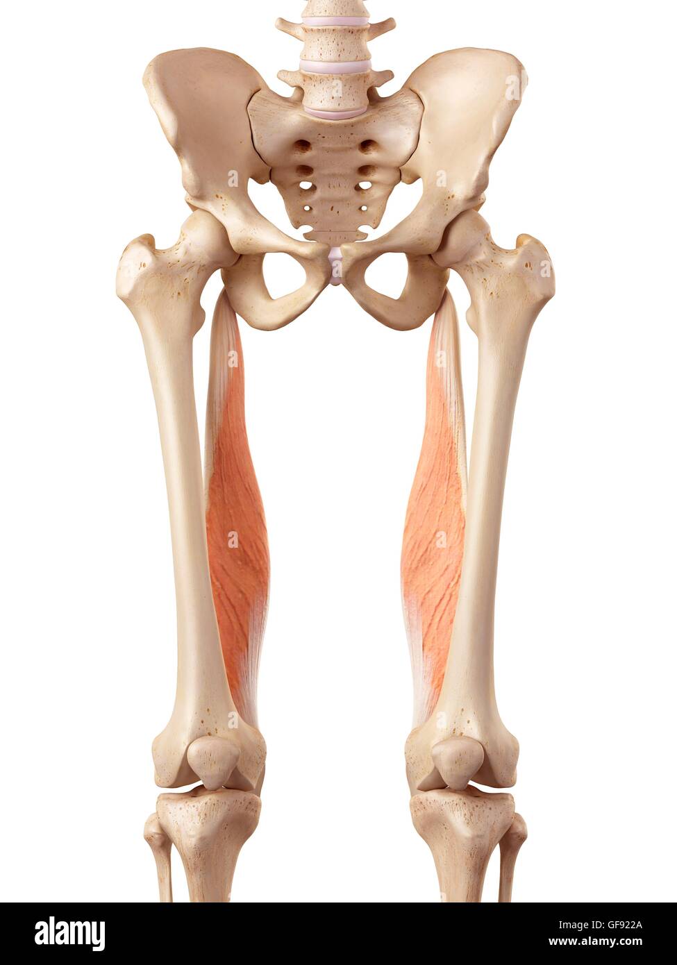 Human Upper Leg Muscles High Resolution Stock Photography and Images