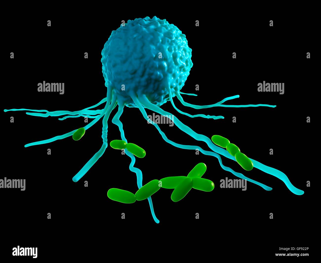 Leucocyte attacking bacteria, illustration. Stock Photo