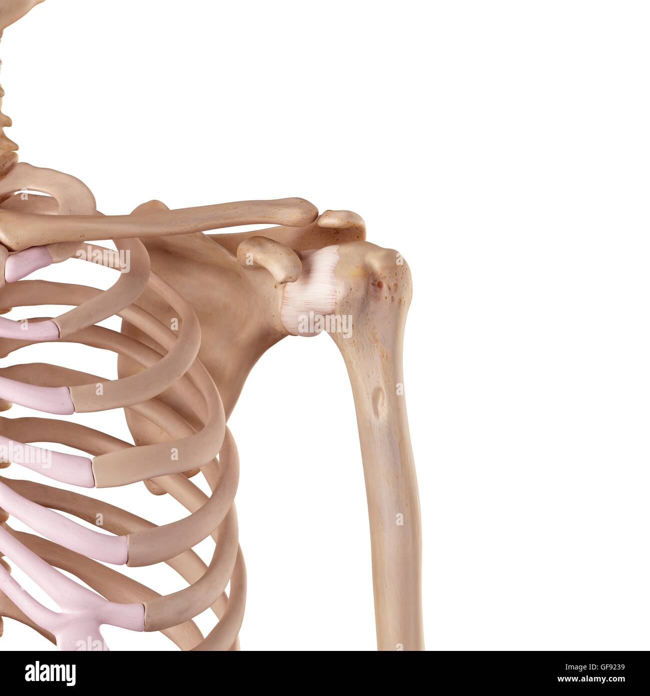 Human shoulder ligaments, illustration Stock Photo Alamy