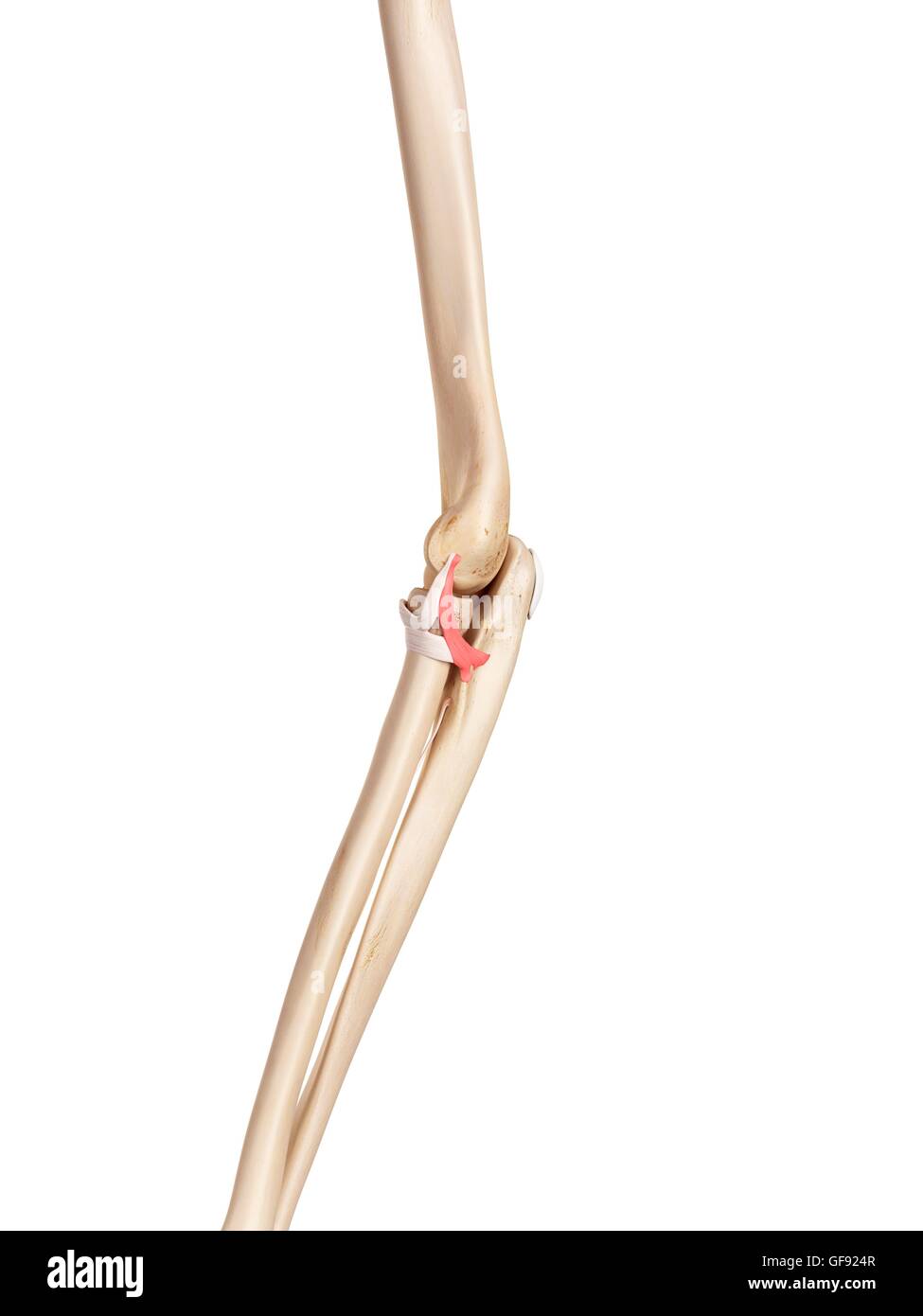 Human arm ligaments, illustration Stock Photo Alamy