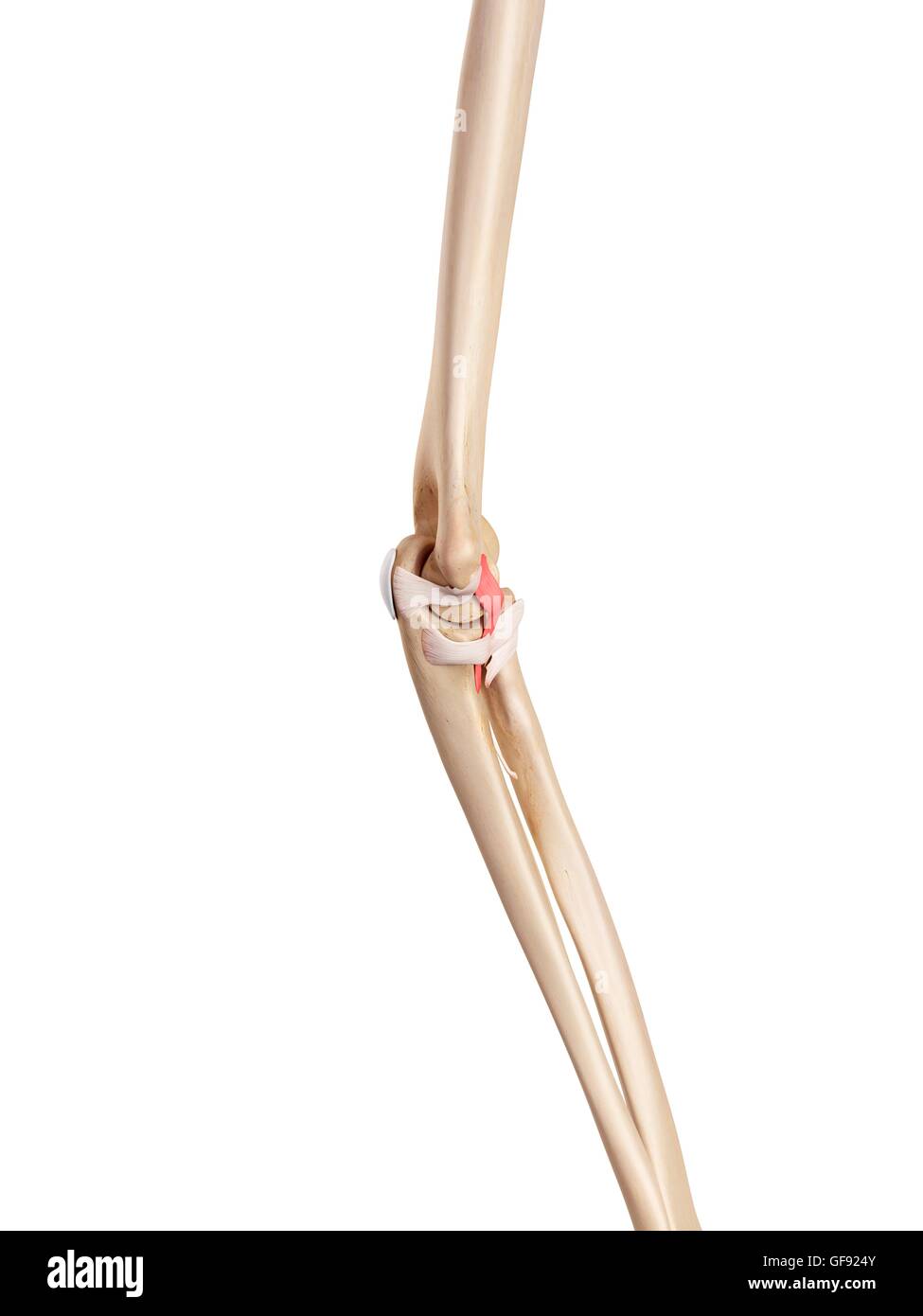 Human arm ligaments, illustration Stock Photo Alamy