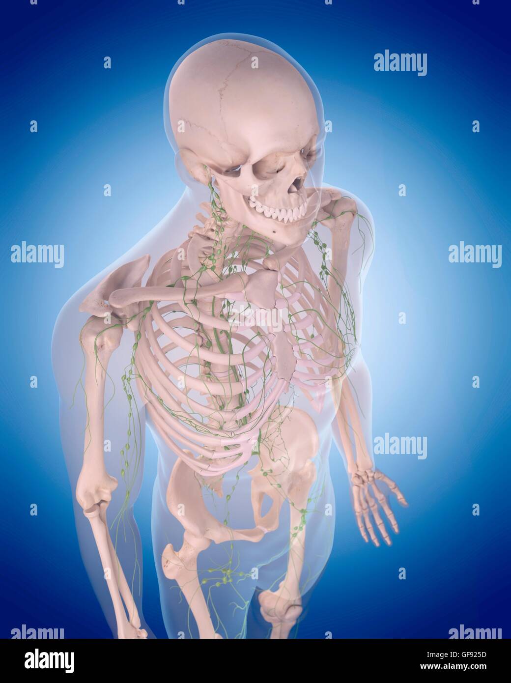 Human lymphatic system, illustration Stock Photo - Alamy