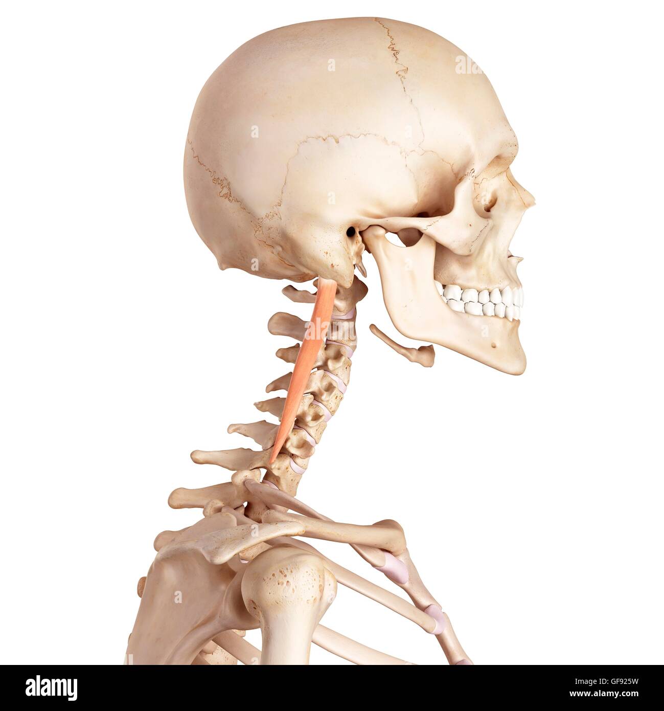 Human neck muscles, illustration Stock Photo Biology Diagrams