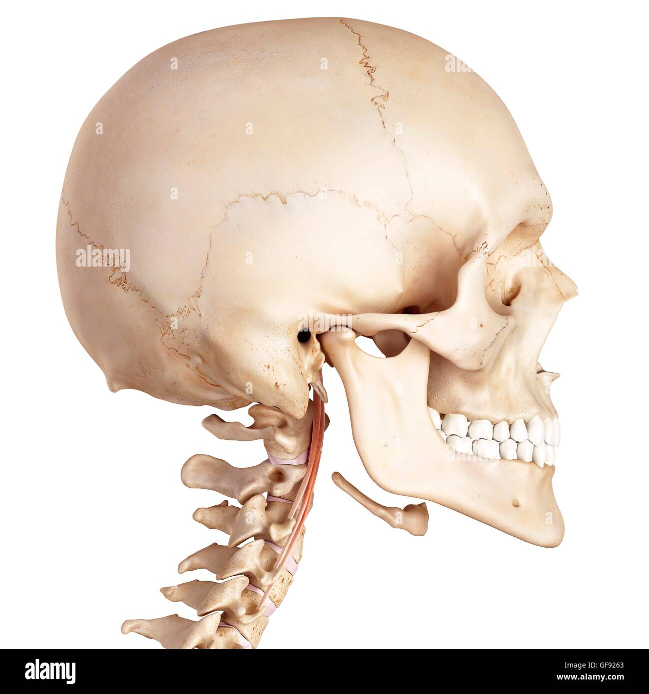 Human neck muscles, illustration. Stock Photo