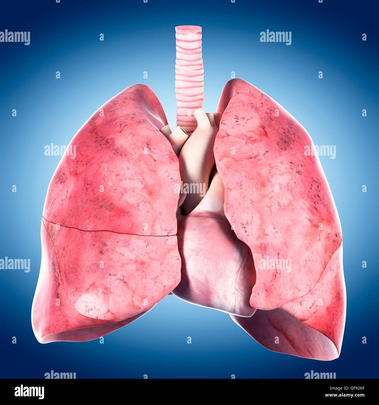 Human lungs heart and trachea hi-res stock photography and images - Alamy