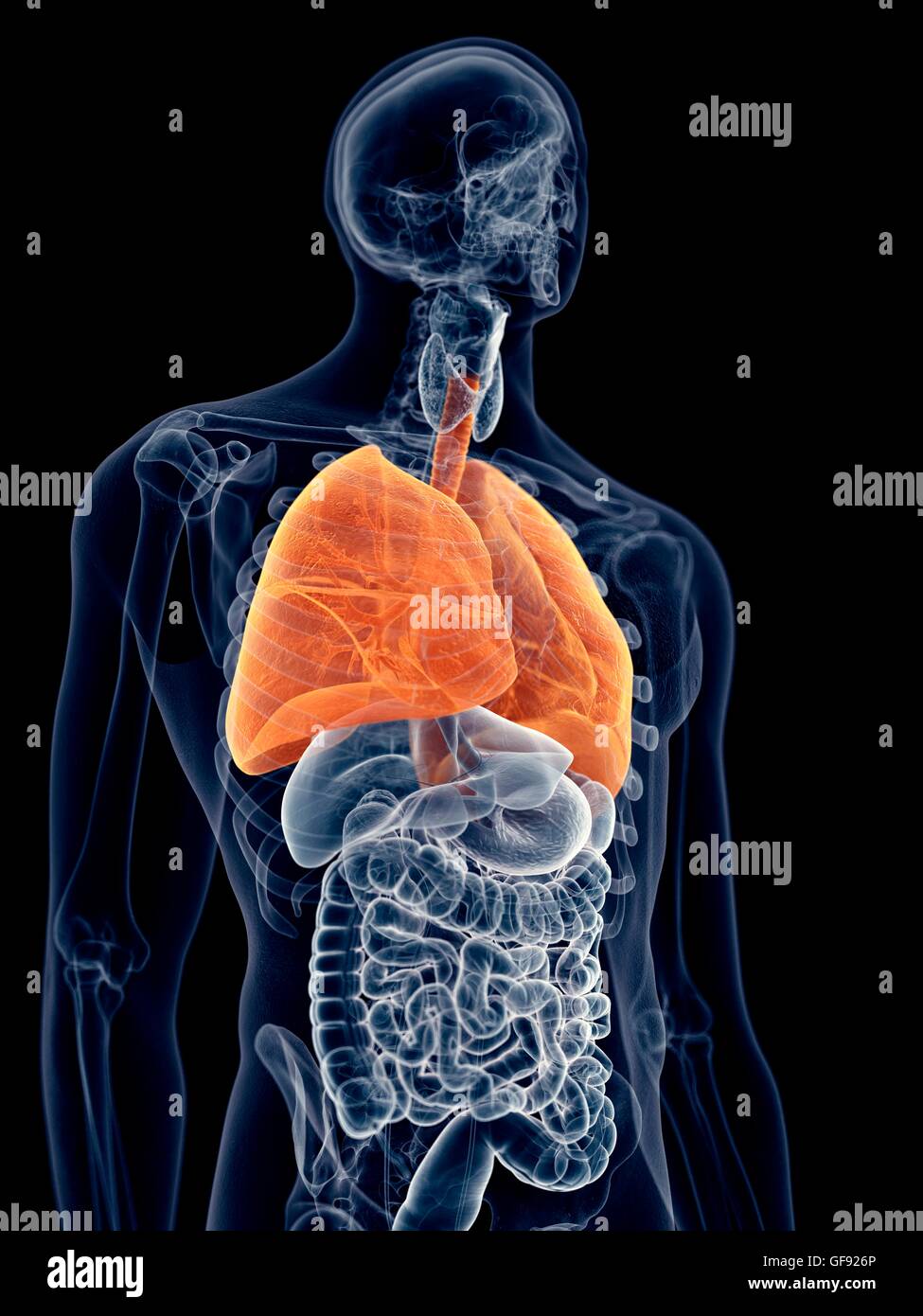 Human lungs, illustration Stock Photo - Alamy