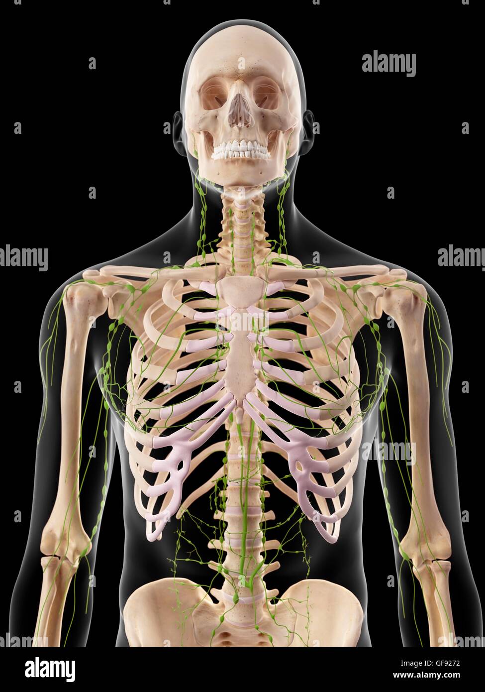 Human lymphatic system, illustration Stock Photo - Alamy