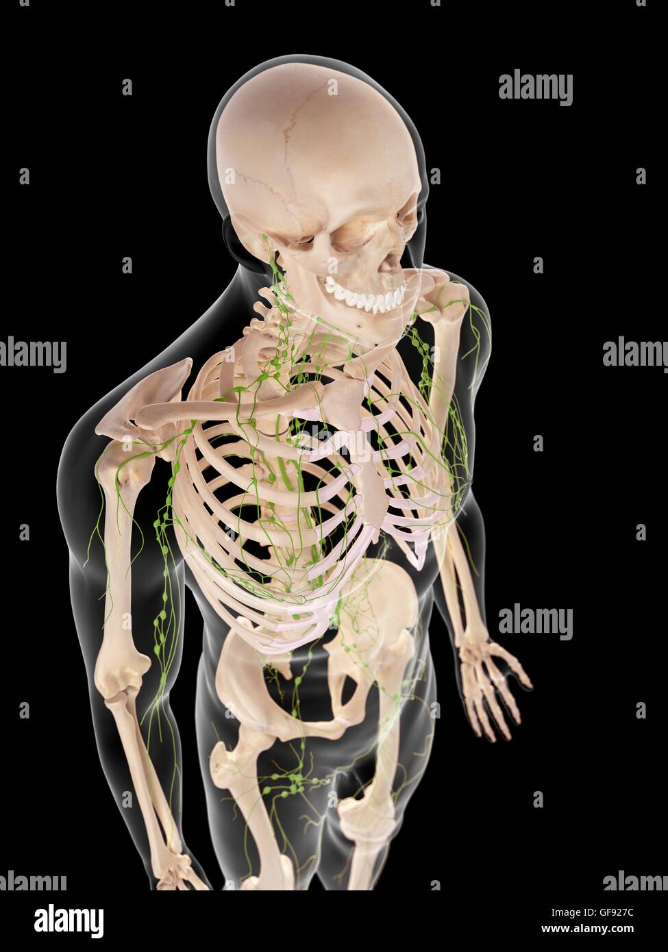 Human lymphatic system, illustration Stock Photo - Alamy